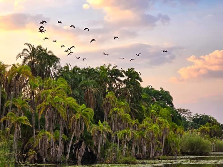 Birds flying over wetland palms in the evening