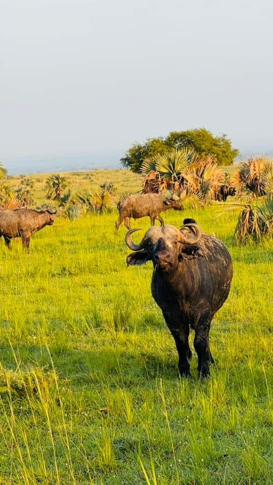 Buffalo standing in golden savanna grass