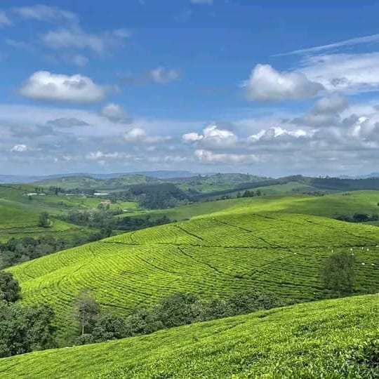 Tea plantations across the green hills of the Burundi highlands