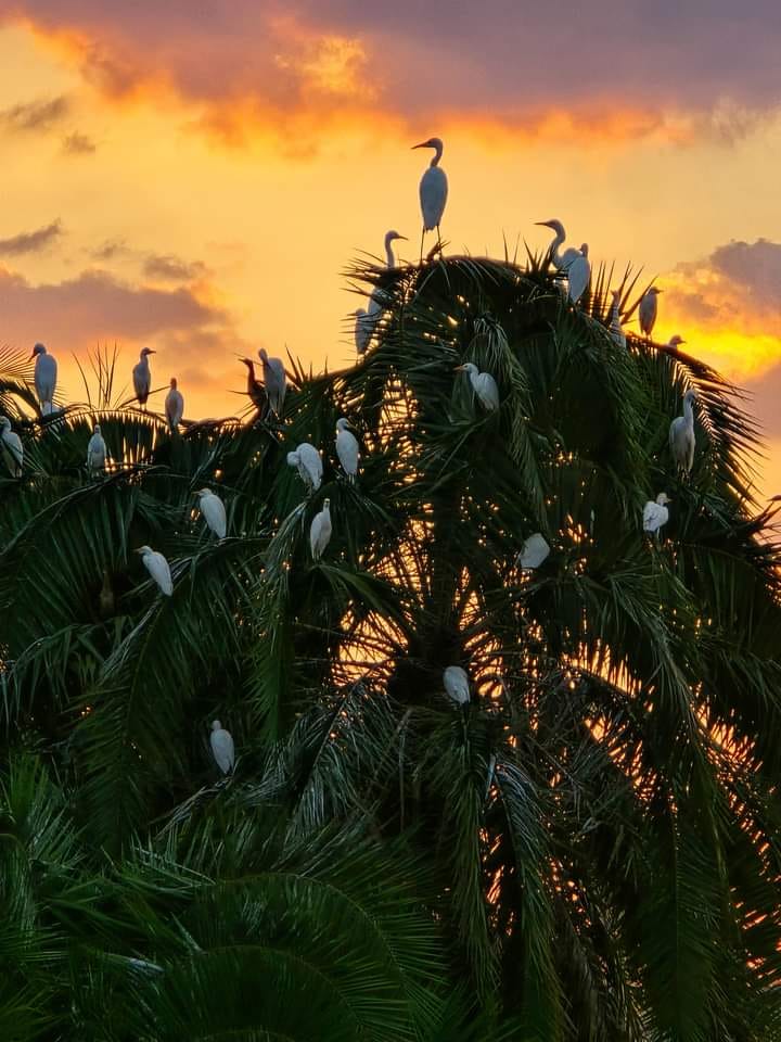 Egrets roosting in palm trees at sunset