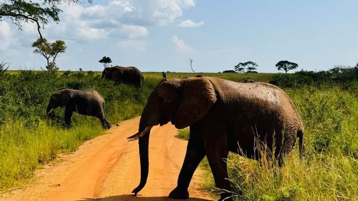Elephant crossing a dirt road on an East African safari