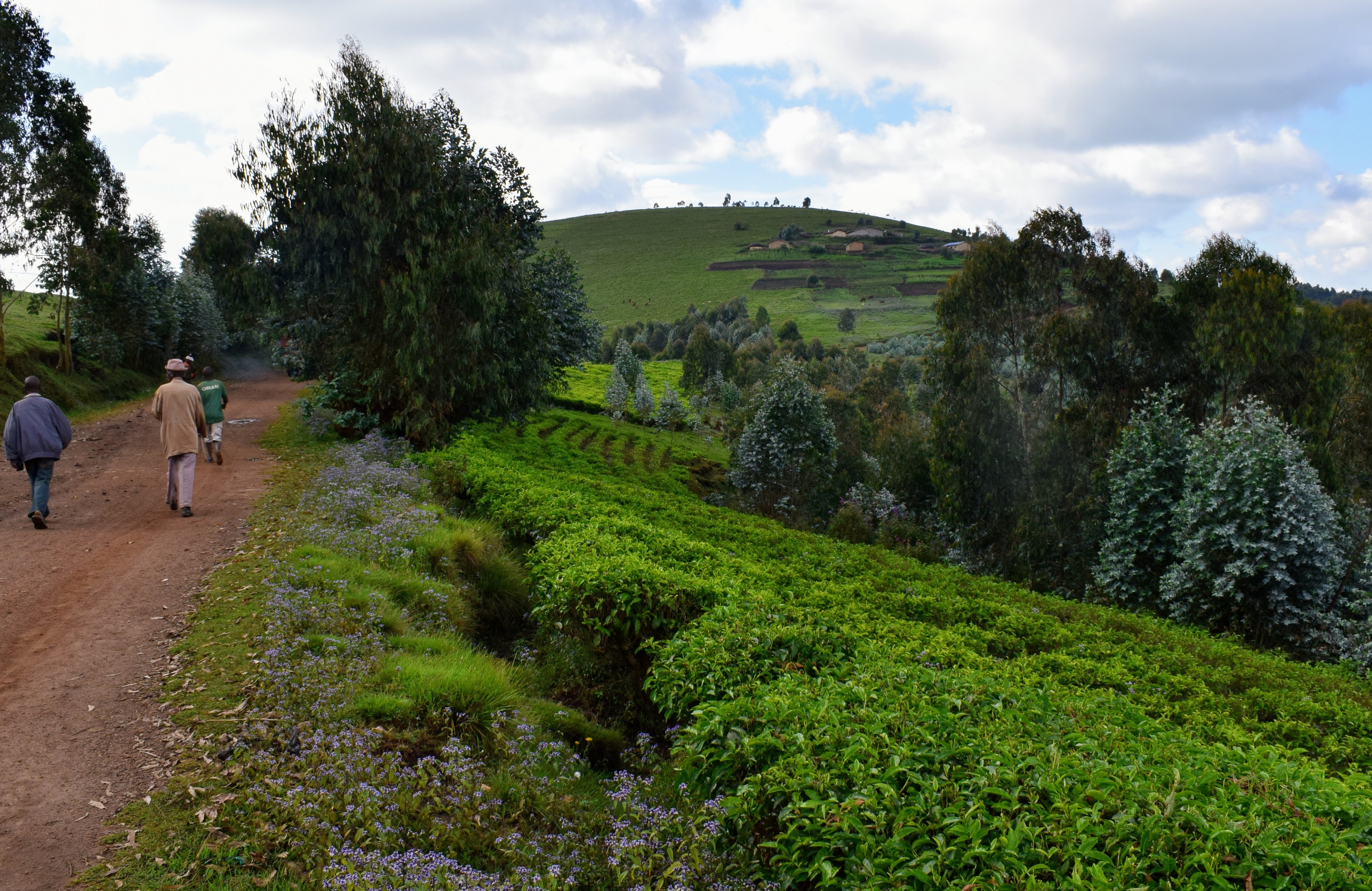 Rusizi National Park wildlife area