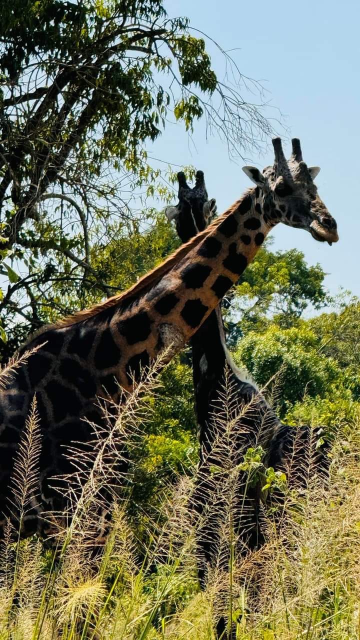 Giraffe among acacia trees on safari