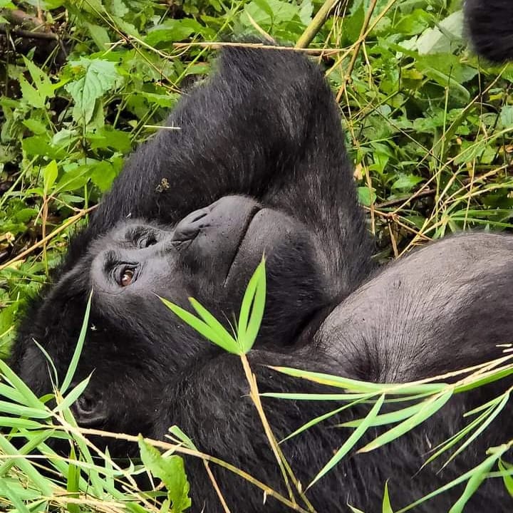 Gorilla mother resting with her infant in the forest