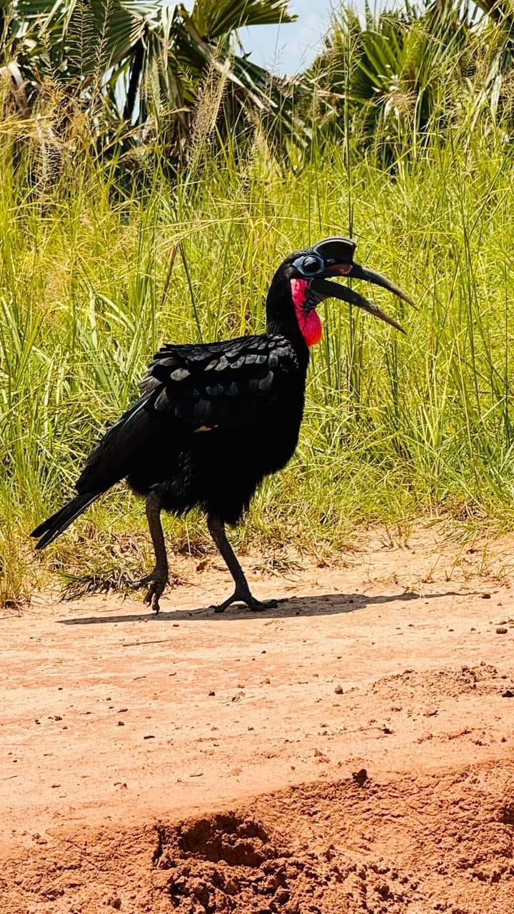 Ground hornbill spotted on a wildlife drive