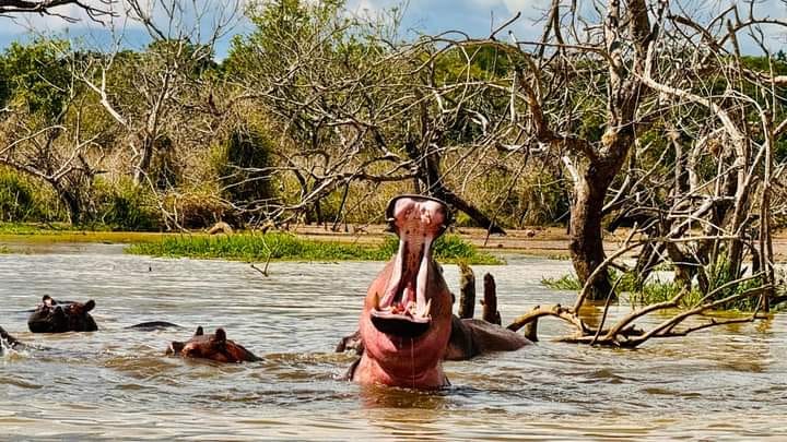 Hippo opening its mouth in a hippo pool