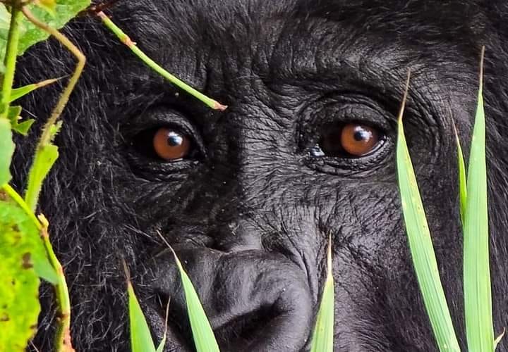 Close-up of a mountain gorilla in the forest
