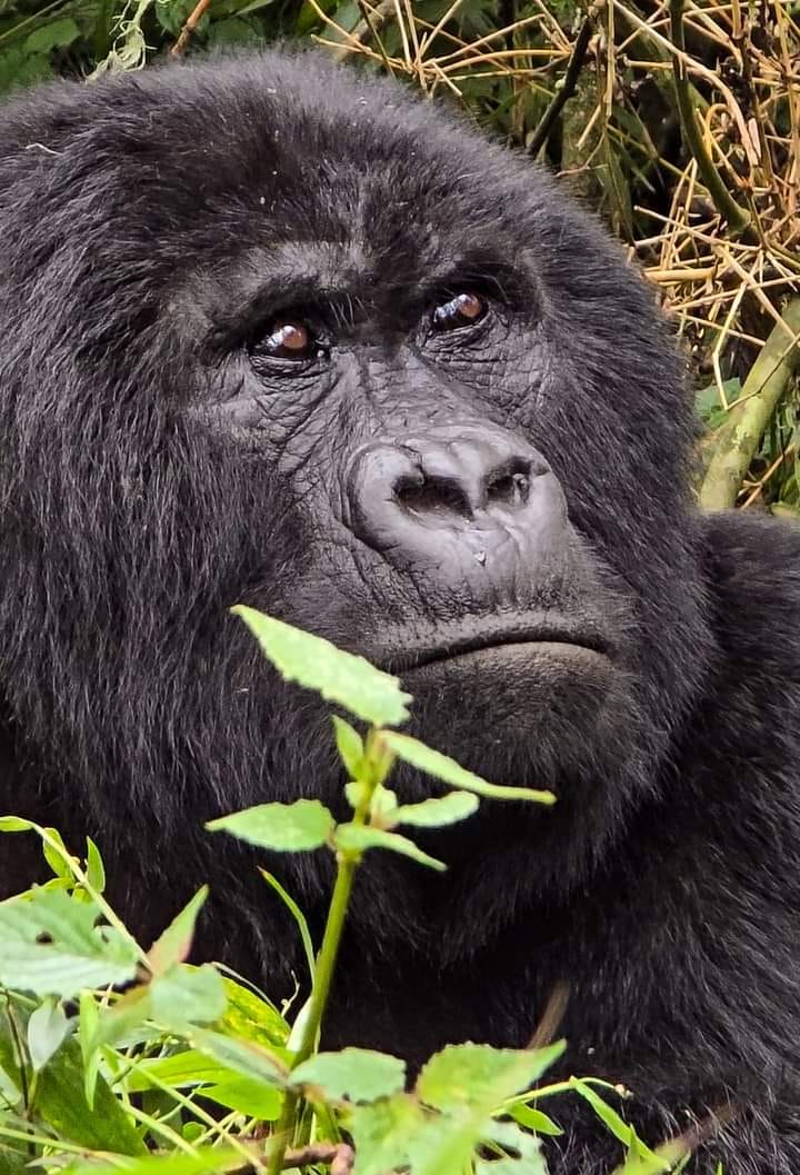 Mountain gorilla feeding on fresh leaves