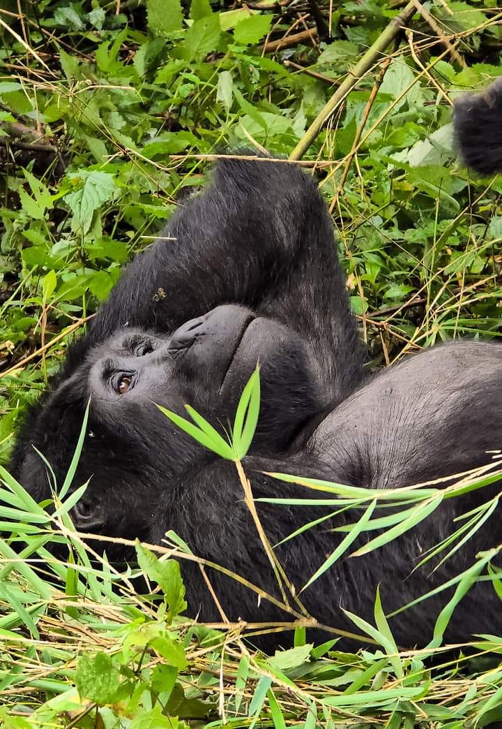 Mountain gorilla mother with her baby seen on a gorilla trekking trip