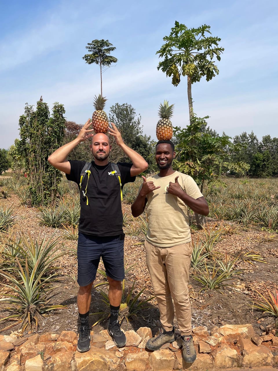 Visitors having fun balancing pineapples at a pineapple farm