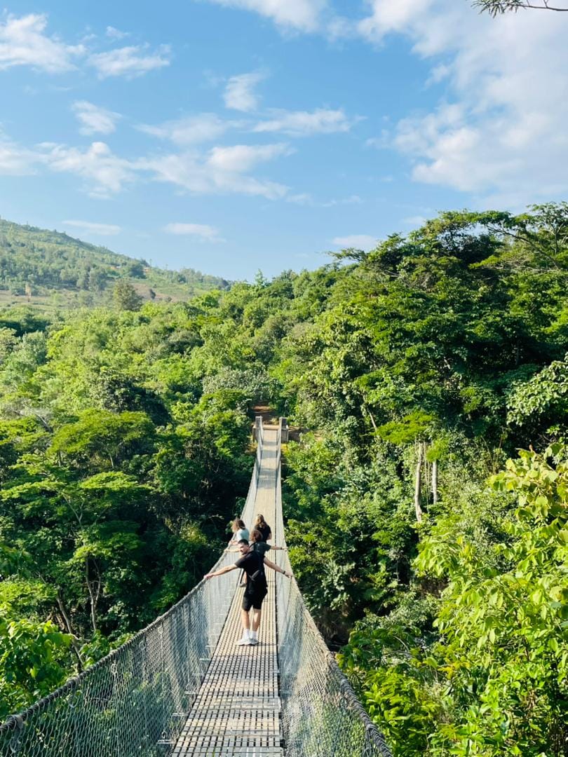 Canopy walkway suspended above the rainforest