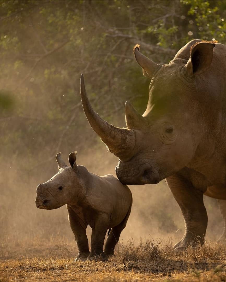 White rhino and calf walking through golden dust on safari