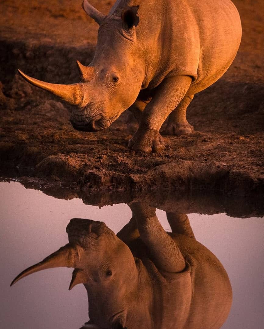 Rhinos reflected in a waterhole in the evening light