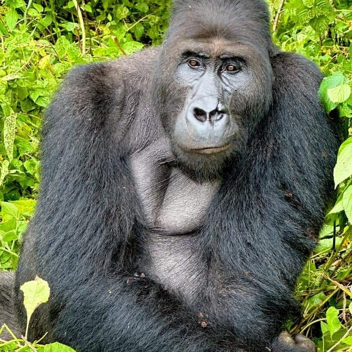Silverback gorilla resting in the forest