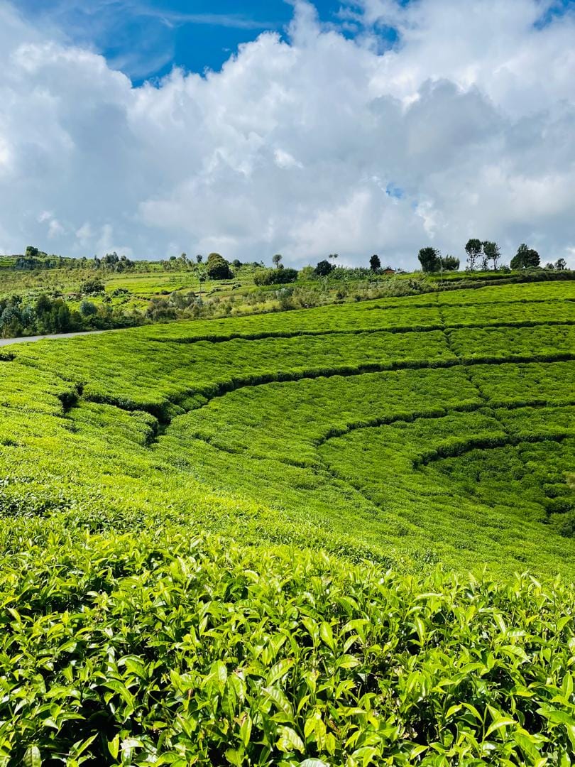Bright green tea fields in the Burundi highlands