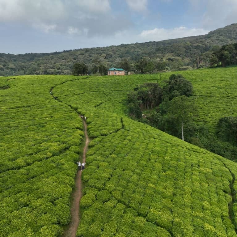 Path winding through a tea plantation
