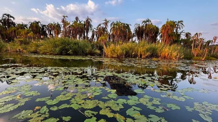Water lilies covering a wetland lagoon