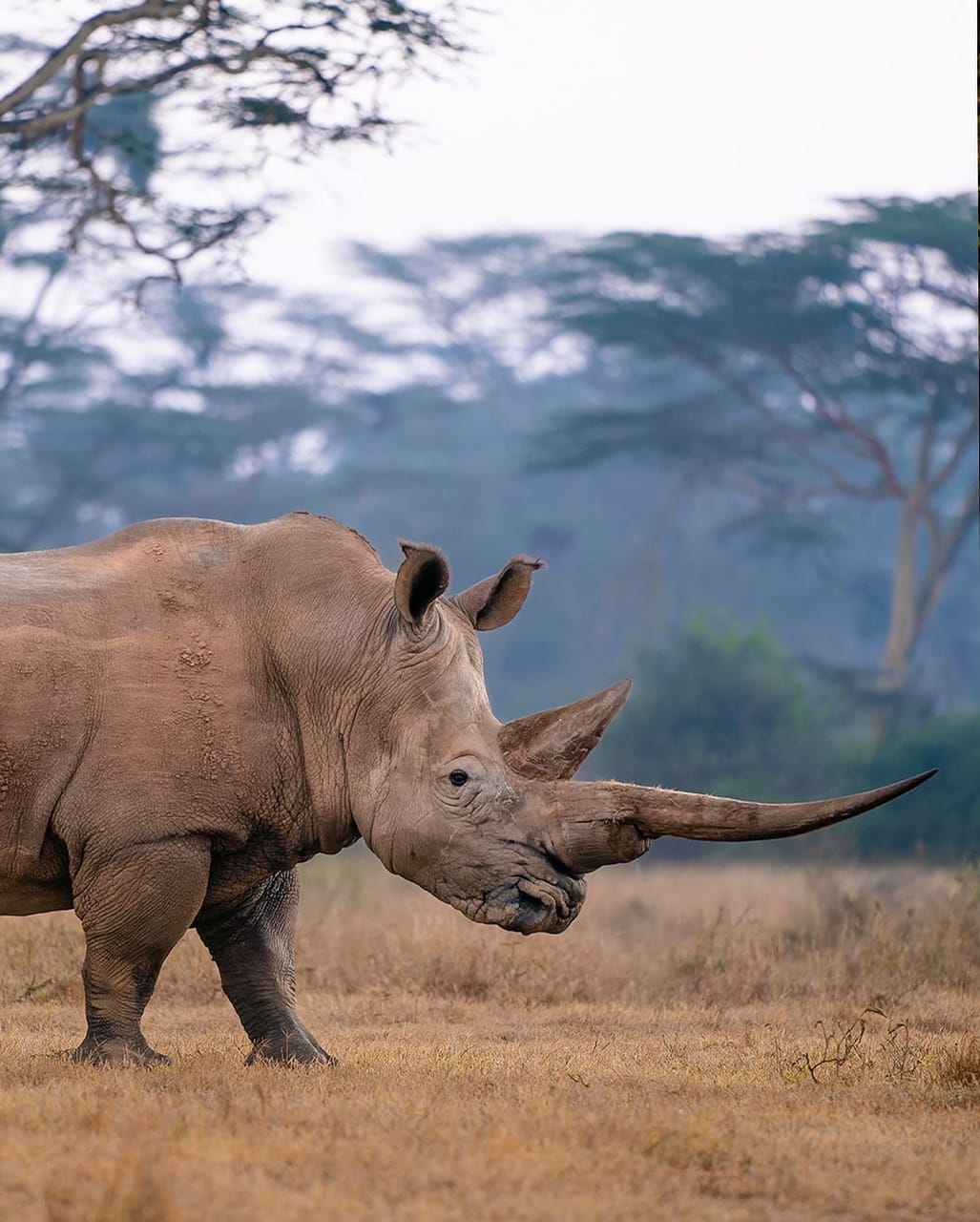 White rhino photographed at dusk