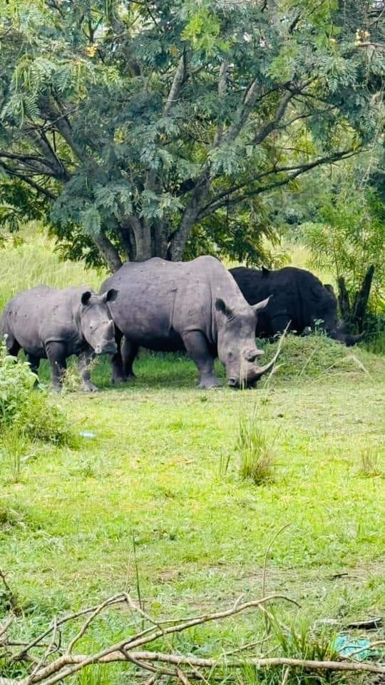 White rhinos grazing together on a guided safari