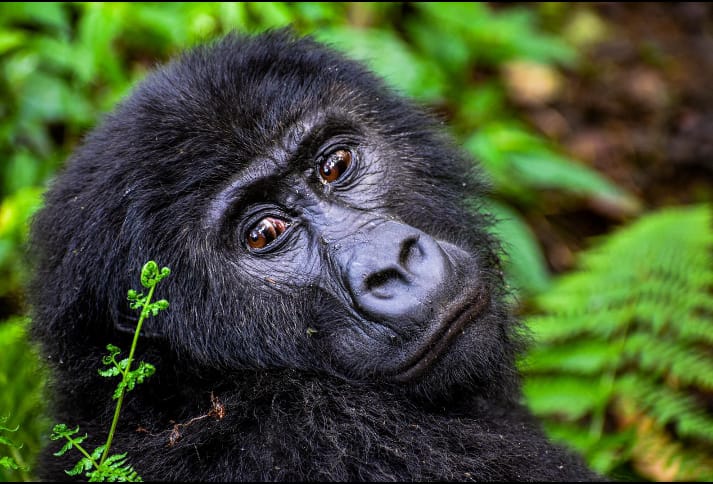 Young mountain gorilla in the forest undergrowth